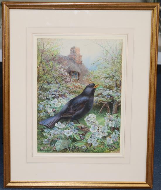 Charles Whymper (1853-1941) Blackbird on hawthorn, 14 x 10.25in.